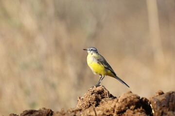 western yellow wagtail