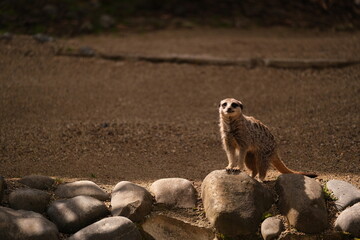 Meerkat, Hamilton Zoo, New Zealand 2023