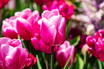 Obraz premium Tulips flowers in a spring field. Red tulips with beautiful bouquet background. Tulip flower. Tulip field in spring. Spring blossom flowers in garden.