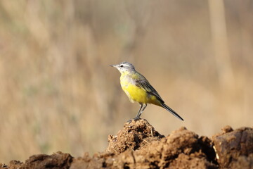 western yellow wagtail