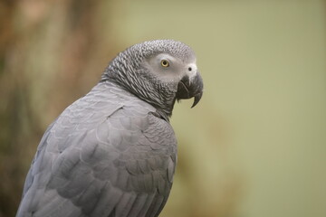 Grey Parrot, Hamilton Zoo, New Zealand 2023