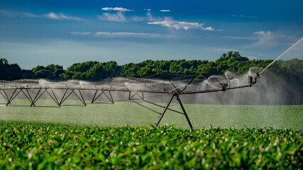 Irrigation system is watering large alfalfa field. Automatic Sprinkler irrigation system watering...