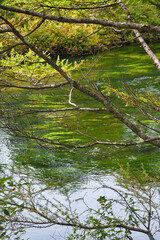 日光 (奥日光) 戦場ヶ原　湯川　コピースペースあり（日本栃木県日光市） Nikko (Okunikko) Senjogahara Nature Study Trail, Senjogahara (Senjogahara Marshland) Yukawa River with copy space  (Nikko City, Tochigi Prefecture, Japan)