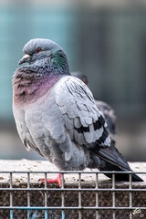 pigeon on the fence