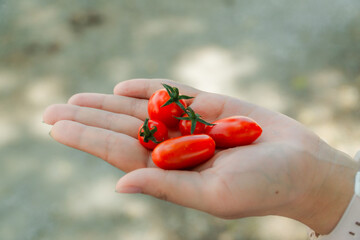 Fresh Cherry Tomatoes in Hand Organic Farm Harvest