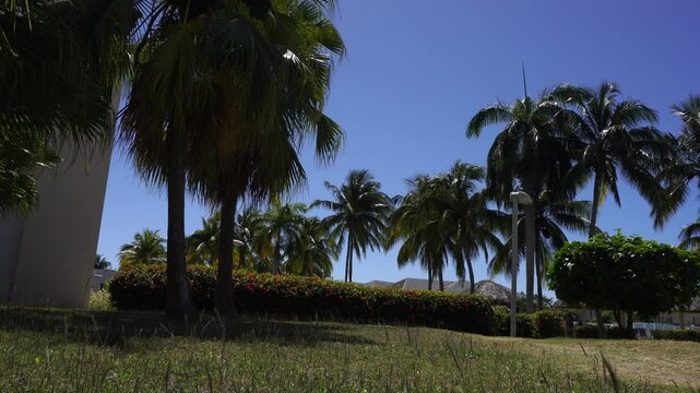 Several palm trees under a magnificent blue sky with twigs swaying in the wind on the ground. This creates a dreamlike scene for meditation.