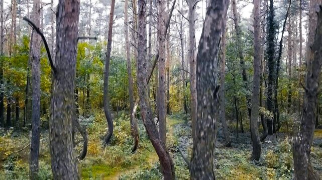 Aerial drone footage rising up in front of Crooked forest Poland weird and oddly shaped trees during a cloudy day. Forest bushes and foliage that is vibrant green is visible in the background.