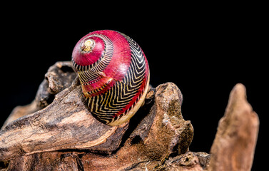 Colorful Nerite Shell on Driftwood