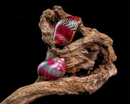 Colorful Nerite Shell on Driftwood