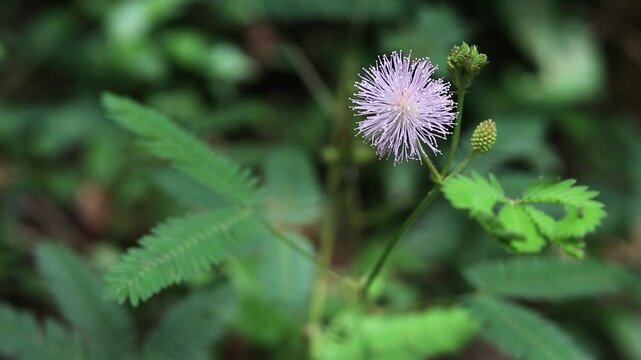 Touch-Me-Not Plant Reaction, Shame Plant Closing Leaves, Mimosa Pudica Leaves Folding, Botanical Closeup