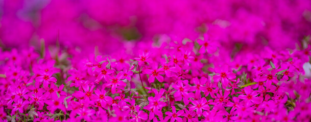 Obraz premium Flowers in nature blossom background. Moss phlox. Blossom backdrop. Natural bloom floral background. Blossom spring flowers banner. Spring blooming template. Flowers texture for spring design.