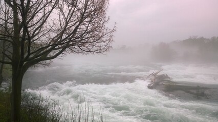 morning in the fog