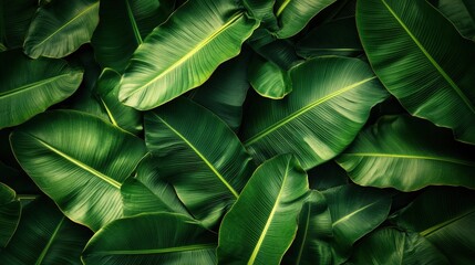 Lush, vibrant banana leaves create a textured, deep green tapestry. A close-up reveals their glossy surface and overlapping layers
