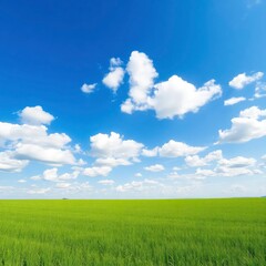Obraz premium green field and blue sky