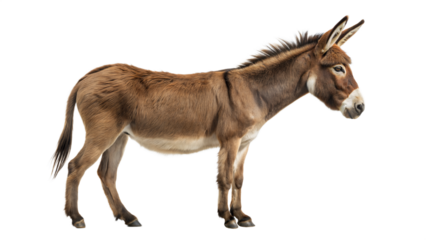 side view of a donkey isolated on white