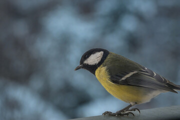 Fototapeta premium A really close shot of a great tit bird