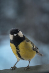 Naklejka premium A really close shot of a great tit bird