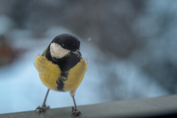 Fototapeta premium A really close shot of a great tit bird
