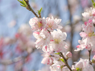 春に咲くハナモモの花 – 絞り模様が美しい観賞用の桃の花
Blooming Hanamomo in Spring – Ornamental Peach Blossoms with Striped Petals