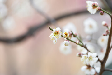 In early spring, white plum blossoms bloom. warm sunshine - prunus mume