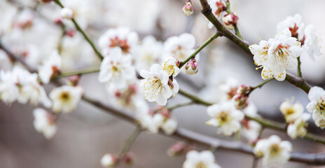 In early spring, white plum blossoms bloom. prunus mume