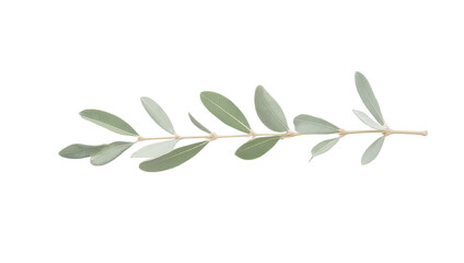 Elegant Olive Branch with Delicate Green Leaves
