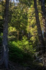 Obraz premium forest in the morning