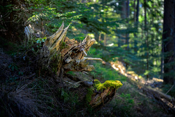 A tree trunk in the woods
