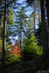 Fototapeta premium Red Tree in the forest