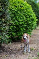 Happy Beagle Dog by Vibrant Green and Dense Foliage in a Natural Setting