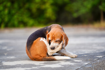 Tri-Color Beagle Dog Sitting Outdoors on Concrete Surface