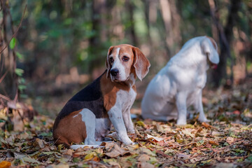 A Tricolor Beagle Dog and A White Beagle Dog Resting in a Serene Forest Setting