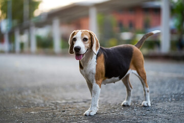 Happy Beagle Dog Standing Outdoors on a Sunny Day