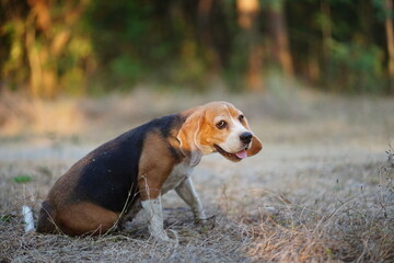 Beagle Dog Relaxing Outdoors in a Natural Setting During Golden Hour