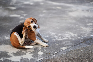 Beagle Dog Scratching Its Ear on Concrete Surface Close-Up