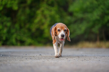 Beagle Dog Walking Outdoors on a Pathway in a Peaceful Natural Setting