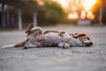 Fototapeta premium Beagle Relaxing on Pavement at Sunset in a Tranquil Outdoor Setting