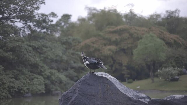 black duck on top of a stone near the lake, beautiful cloudy day, full hd c-log 8bits