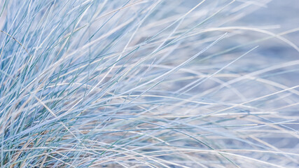 Blue white background of ornamental grass Festuca glauca