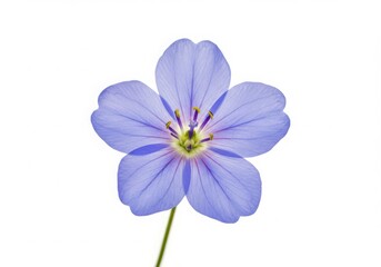 Obraz premium A single light blue flower with five petals and a yellow center on a white background shown up close transparent background