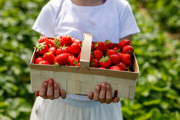 Little girl picking strawberries on a strawberry farm. Happy child with eyeglasses and ripe berries on pick a berry field. Family summer time activity