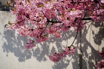 淀水路の河津桜