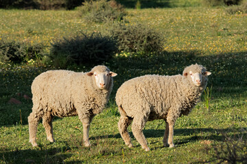 Free-range merino sheep on a rural South African farm.