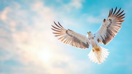 Obraz premium Hunter Eagle soaring high with sharp eyes scanning for prey.