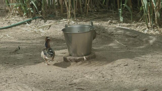 Mandarin Duck