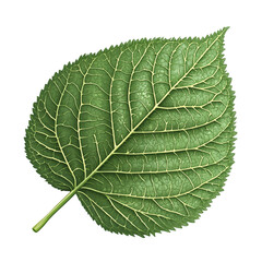 Obraz premium Korean perilla leaf vector art illustration style isolated 