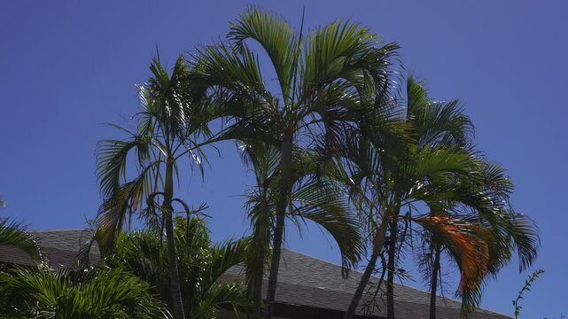 The tops of several palm trees under an incredibly beautiful blue sky. In the background, we see the roof of a building.
