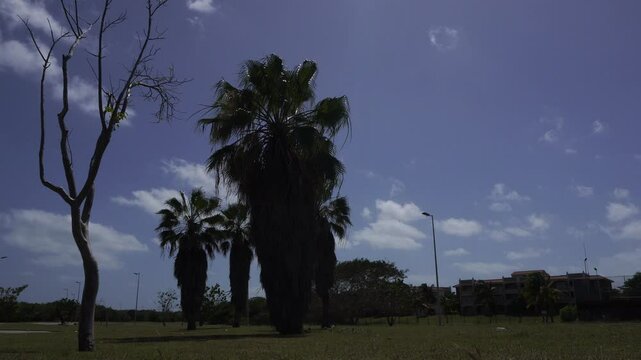 A dead tree with a few palm trees almost aligned. A beautifully lush green lawn under a magnificent blue sky with some clouds.