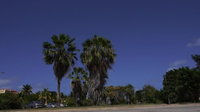 Three palm trees almost at the center of the scene. Lots of greenery around with a few cars parked under a truly magnificent blue sunlit sky.