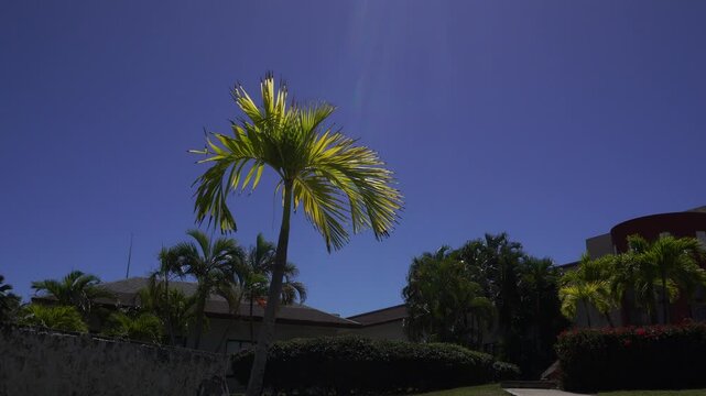 A palm tree in the foreground illuminated by the intensity of the sun's rays. Surrounding it, plenty of greenery and a few buildings in this breathtaking scene.